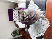 British longhair gümüşüm güzel kızım