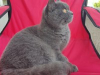 British Shorthair Kedim için Detaylar Açıklama