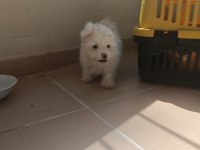 Geldi maltese terrier yavru aldın aldın