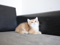 Safkan Golden NY11 Anne Baba Şecereli Dişi British Shorthair
