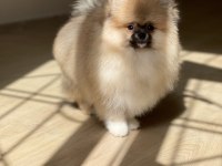 Mükemmel pofuduk minik pomeranian