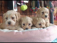 A şecereli maltipoo yavrularımız