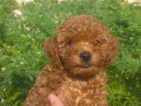 A SINIF CAZİP FİYATA TOY POODLE