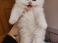 Minik panda muhteşem güzellik scottish
