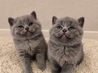 Nadir suratlı son erkek ve dişi british shorthair yavrumuz