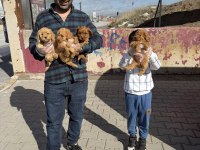 EN GÜZEL TOY POODLE YAVRULAR MAGAZAMIZDA CANLI GÖRÜN