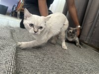 Yavru sağlıklı kedim yuvasına gitmeye hazır