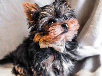 Çok Akıllı Sorunsuz Ev Köpeği