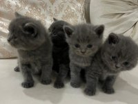 Yavru british shorthair kedimizi sahiplendirme