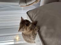 3 Aylık Dişi British shorthair