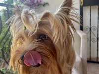 Teacup Yorkshire Terrier