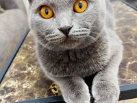 Sahiplendirilecek scottish fold