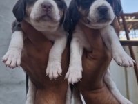 ÇİFTLİKTEN BEAGLE YAVRULAR