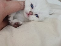 Sütten Kesilmek Üzere Persian yavrular