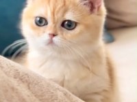 Golden British Shorthair Yavrular Birbirinden Güzeller
