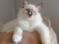 Ragdoll Erkek Kedim