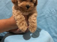 Maltipoo İstanbul