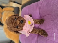 Toy poodle kore ve kore kan yavrular