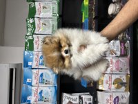 Pomeranian Erkek Bebeğimiz