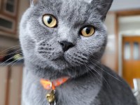 Bal Gözlü British Shorthair