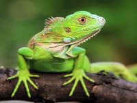 FATURALI VE EVRAKLI IGUANA ÖN REZERVE