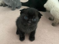 British Shorthair Scottish Fold Yavruları