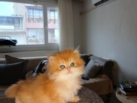 Show kalite full şecereli NY 12 british longhair
