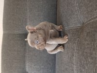 Harika Anatomi Harika French Bulldog Yavrular