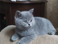 yavru british shorthair