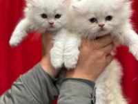 British longhair yavrularımız