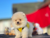Pomeranian teddy face yavrular