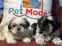Petmode Köpek Çiftliğinden Mini Shih_Tzu Yavrularımız