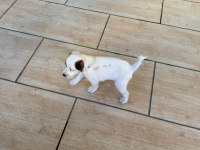 Jack Russell Yavruları