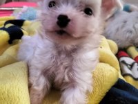 Yeni yavru köpeklerimiz sahiplerini bekliyorlar