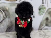 2 aylık siyah dişi Maltipoo yavru
