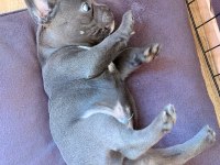 Mavi gözlü Blue french bulldog bebekler