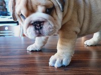 SHOW KALİTE EGZOTİK ENGLİSH BULLDOG