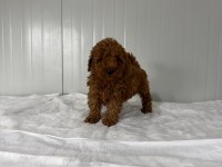 Dişi Toy Poodle Minik Güzellik