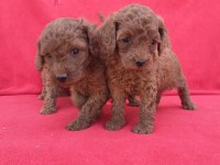 Kaliteli Poodle Yavrularımız