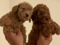 Poodle bebekler uygun verilecek