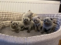 40 GÜNLÜK BEBEK KEDİLER YENİ YUVASINI ARIYOR