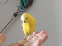 Muhabbet kuşu kafesiyle birlikte