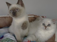 Maviş British shorthair/ Longhair bebeğim 