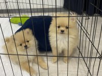 2 Aylık Pomeranian
