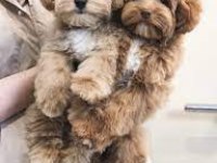 Dişi Erkek Dizayn Sevimli Maltipoo Bebekler