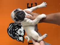 Sevimli zeki ırk pug