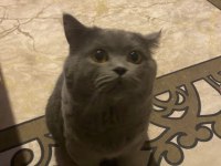 British Shorthair Erkek