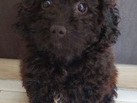 Toy poodle siyah 4 aylık dişi