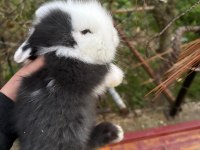 1 aylık hollanda lop tavşanı