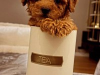 Toy Poodle Köpeği Daha Uygunu Yok